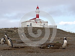 Nesting colony of Magellanic Penguin, Spheniscus magellanicus, Isla Magdalena, Patagonia, Chile