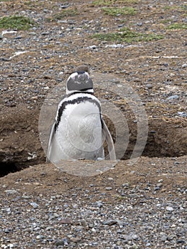 Nesting colony of Magellanic Penguin, Spheniscus magellanicus, Isla Magdalena, Patagonia, Chile