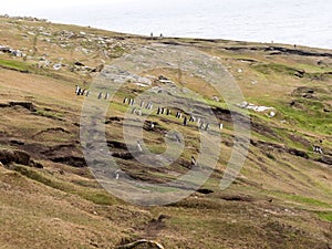 Nesting colony of Magellanic penguin, Spheniscus magellanicus, island of Sounders, Falkland Islands-Malvinas