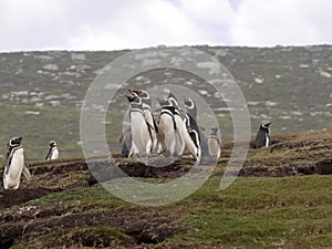 Nesting colony of Magellanic penguin, Spheniscus magellanicus, island of Sounders, Falkland Islands-Malvinas