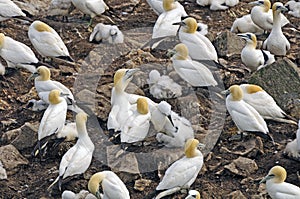 Nesting Colony of Northern Gannets