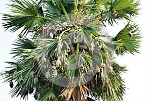 Nesting colony of weaver birds