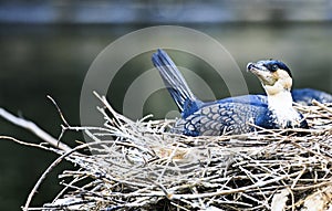 Nesting Cormorant