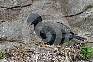 Nesting Cormorant