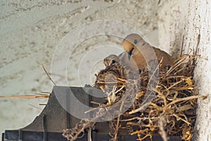 Nesting Doves