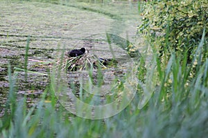 Nesting eurasian coot