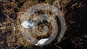 Nesting family of swans