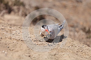 Nesting female Caspian tern Hydroprogne caspia