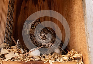 Nesting female eastern screech owl Megascops asio with eggs