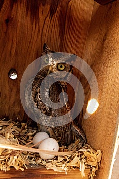Nesting female eastern screech owl Megascops asio with eggs in a nest box