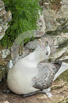 Nesting Female Fulmar