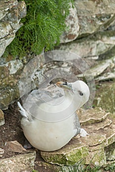 Nesting Female Fulmar