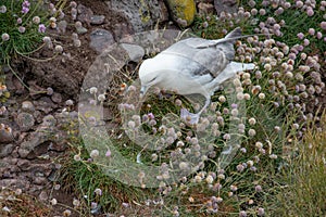 Nesting Fulmar Fulmarus glacialis.Sea birds