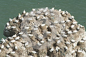 Nesting gannets on a cliff headland
