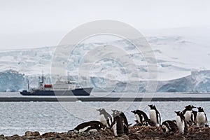A nesting gentoo penguin Pygoscelis papua colony with a tourist shipand glacier in the background , Antarctica