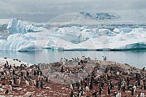 Nesting Gentoo Penguins, Cuverville Island, Antarctic Peninsula