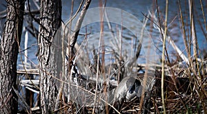 Nesting Goose