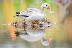 nesting goose with reflection in still pond water
