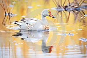 nesting goose with reflection in still pond water