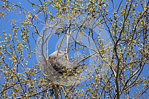 Nesting Great Blue Heron