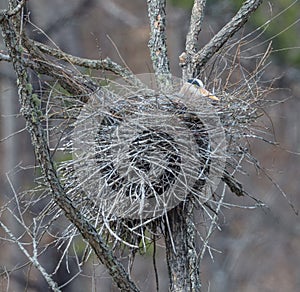 Nesting Great Blue Heron