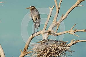 Nesting Great Blue Herons