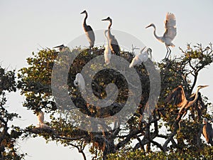 Nesting Great Blue Herons and Great White Egrets in Live Oak Trees