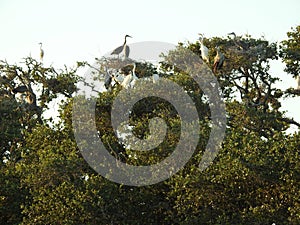 Nesting Great Blue Herons and Great White Egrets in Live Oak Trees