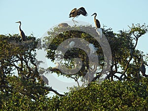 Nesting Great Blue Herons and Great White Egrets in Live Oak Trees