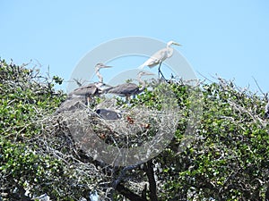 Nesting Great Blue Herons in Live Oak Trees