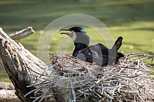 Great cormorant Phalacrocorax carbo photo