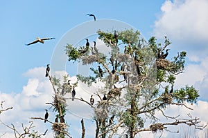 Nesting great cormorants on dried up tree