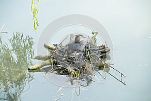 Nesting great crested grebe
