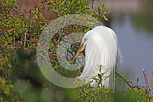Nesting great egret in vegetation at Pinckney Island National Wildlife Refuge, South Carolina photo