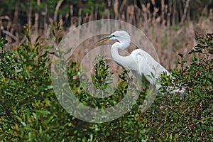 Nesting great egret in vegetation at Pinckney Island National Wildlife Refuge, South Carolina photo