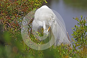 Nesting great egret in vegetation at Pinckney Island National Wildlife Refuge, South Carolina photo