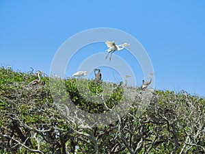 Nesting Great White Egrets and Great Blue Herons in Live Oak Trees