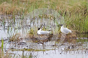 Nesting gulls