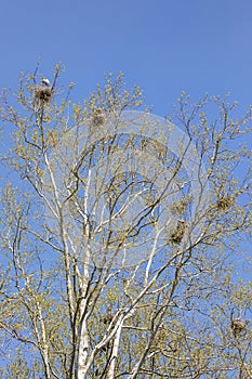 Nesting heron in treetops