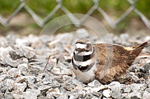 Nesting Kildeer (Charadrius vociferus)