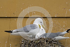 Nesting Kittiwakes birds