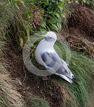 Nesting Kittiwakes Rissa tridactyla on the sea cliffs on the Isle of May