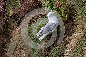 Nesting Kittiwakes Rissa tridactyla on the sea cliffs on the Isle of May