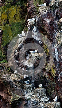 Nesting Kittiwakes and the rock