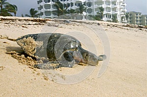 Nesting Leather Back Sea Turtle photo