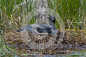 Nesting Loon