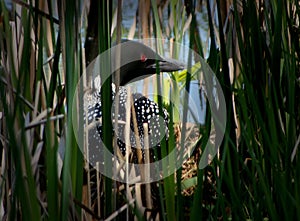 Nesting Loon photo