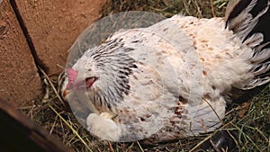 Nesting mother hen with chicks.