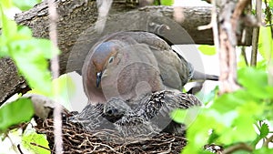 Nesting Mourning Dove, Zenaida macroura, with chicks