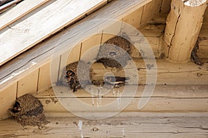 Nesting Mud Swallows